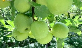 青苹果视频,探索青春记忆的视听盛宴